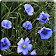 Blue Flowers Live Wallpaper icon