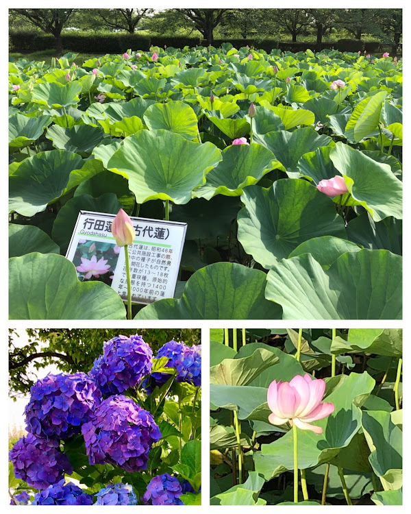 ロードスターの古代蓮の里・筑波山・子授け地蔵駐車場・朝日峠駐車場・にんたまラーメンに関するカスタム事例の投稿画像4枚目