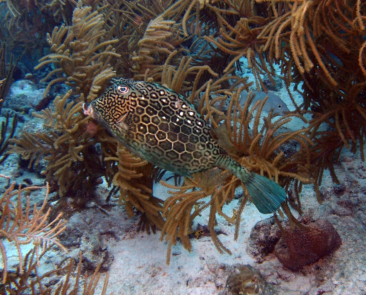 Honeycomb cowfish