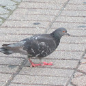 Rock Pigeon