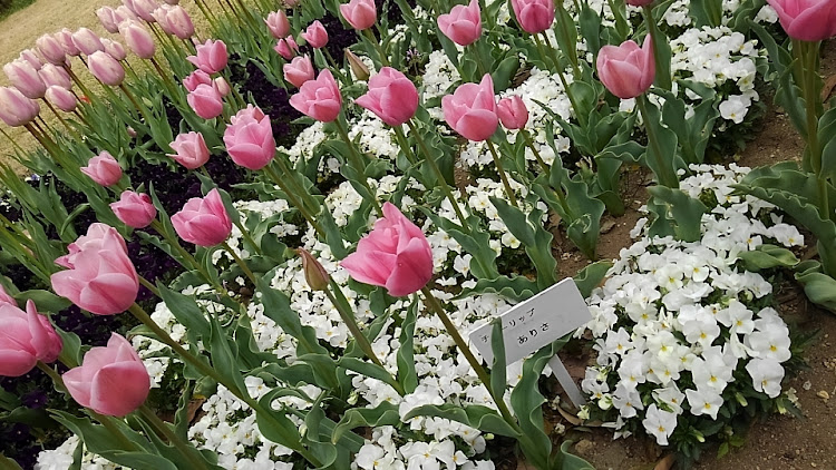 ステップワゴンスパーダの花見ドライブ・明日から仕事・もうさすがに桜🌸は終わりに関するカスタム事例の投稿画像5枚目