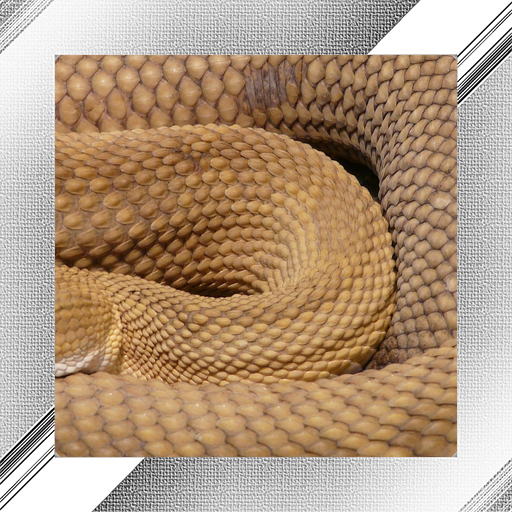 Snake Photo Frames
