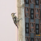 Fulvous-breasted Woodpecker