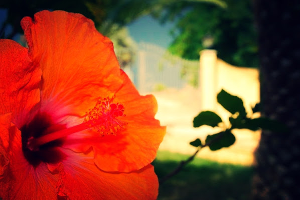 Bellezza della Natura di Ale Photography