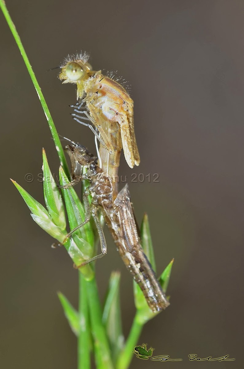 Island bluetail damselfly