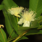 Common Guava