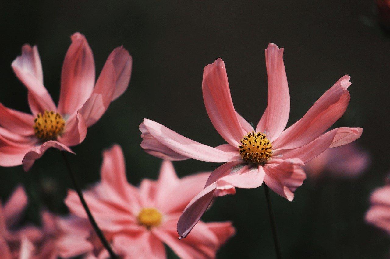 pink flowers