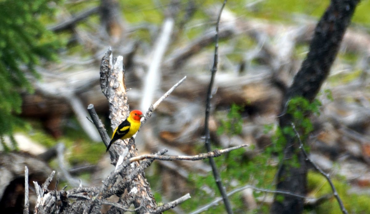 Western Tanager