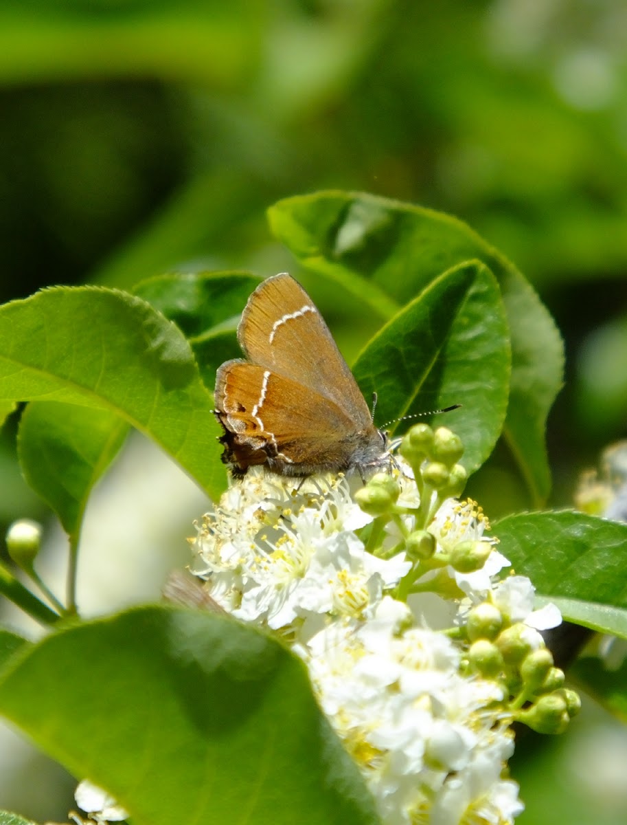 Hairstreak