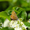 Hairstreak