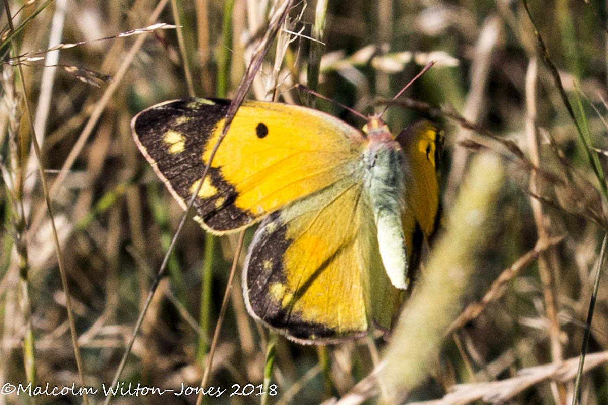 Clouded Yellow