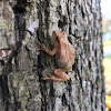 Northern Spring Peeper