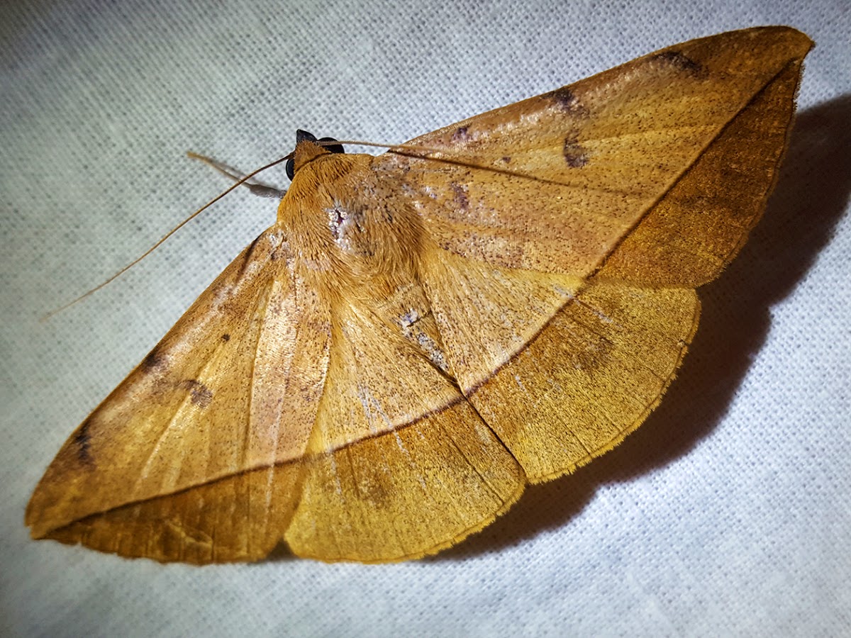 Pendlebury's Leaf Moth