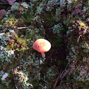 Unknown Mushroom