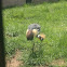 Grey Crowned Crane