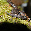 Firschein's False Brook Salamander