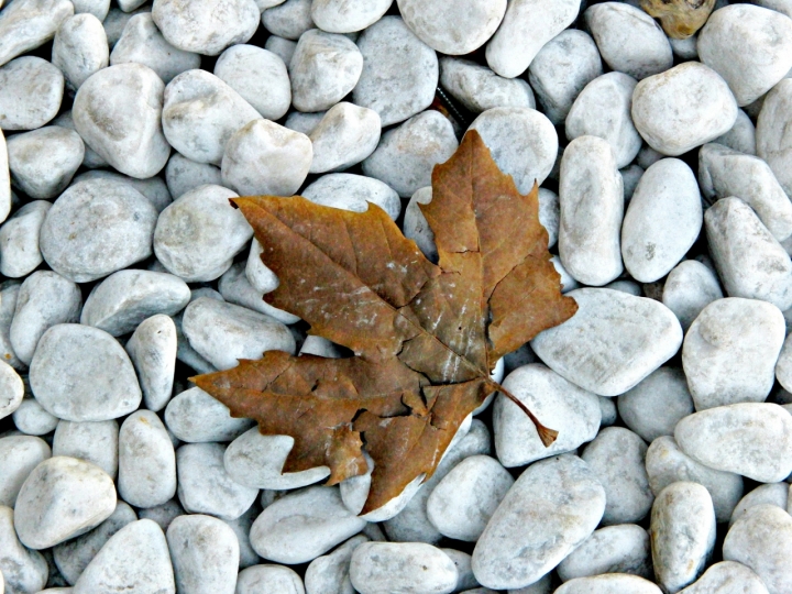 Si sta, come d'autunno... di Bins