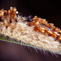 Shag Carpet caterpillar