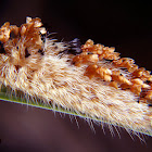 Shag Carpet caterpillar