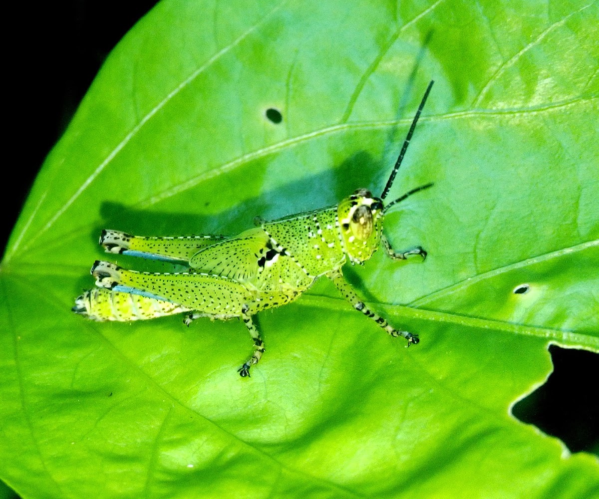 Small Speckled Lime Green Grasshopper Nymph