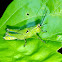 Small Speckled Lime Green Grasshopper Nymph