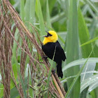 Yellow-hooded Blackbird