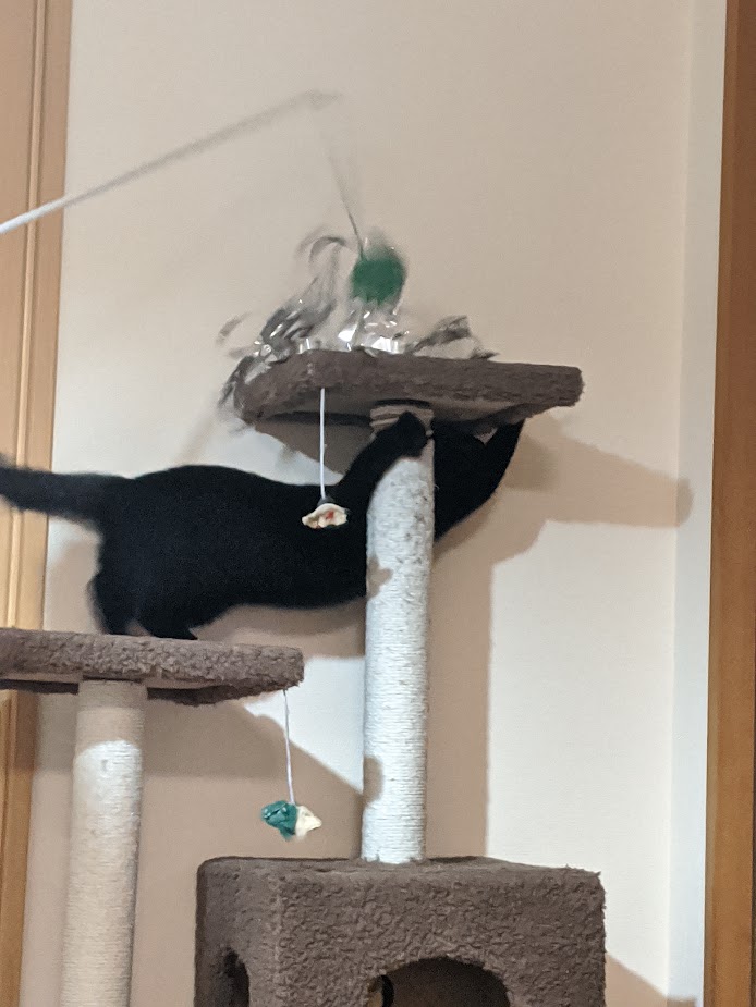さらにメチャクチャメッキテープ猫じゃらしで遊ぶクロミ