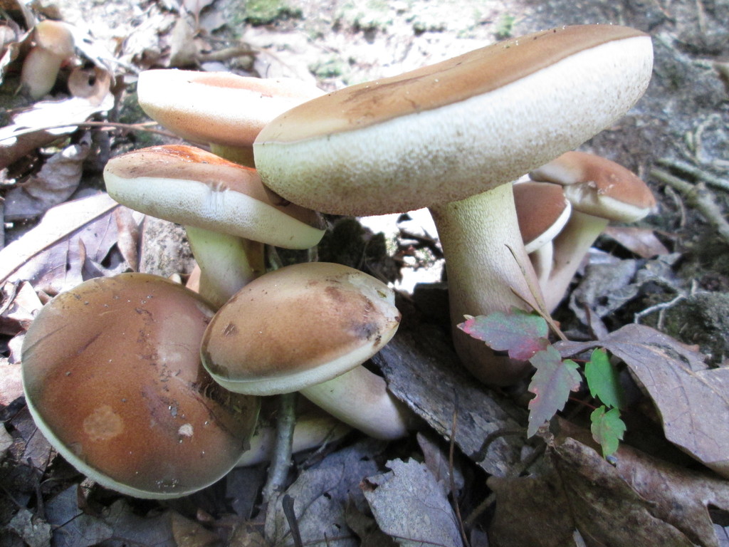 Brown-net Bolete