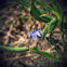 Prairie Blue-Eyed Grass