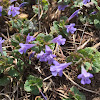 Ground-ivy