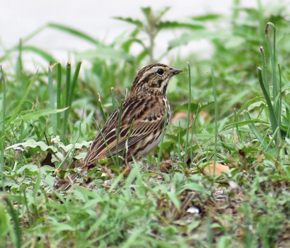 Vesper Sparrow