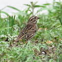 Vesper Sparrow