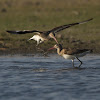 Bar-tailed Godwit