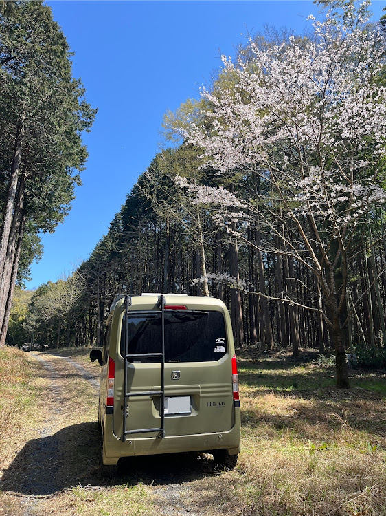 N-VANの桜と愛車・4月もよろしくお願い致します🌸に関するカスタム事例の投稿画像2枚目