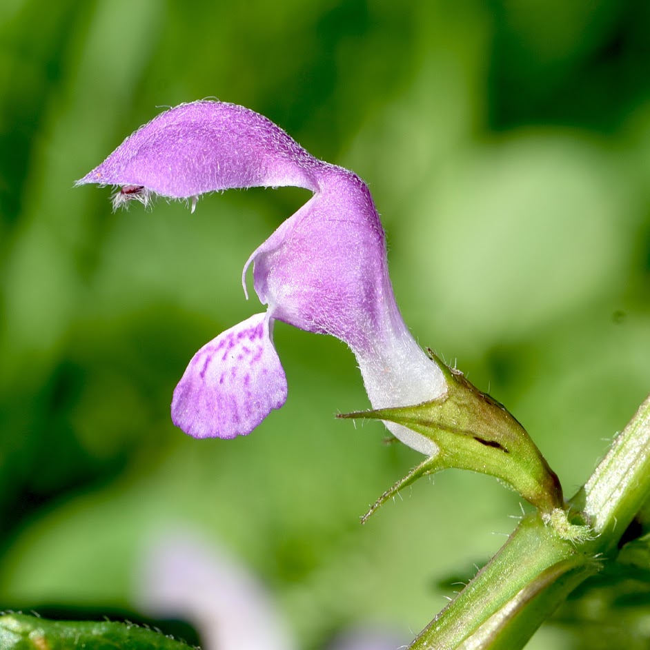 bloem en kelkblad