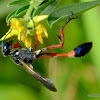 Thread Waisted Wasp