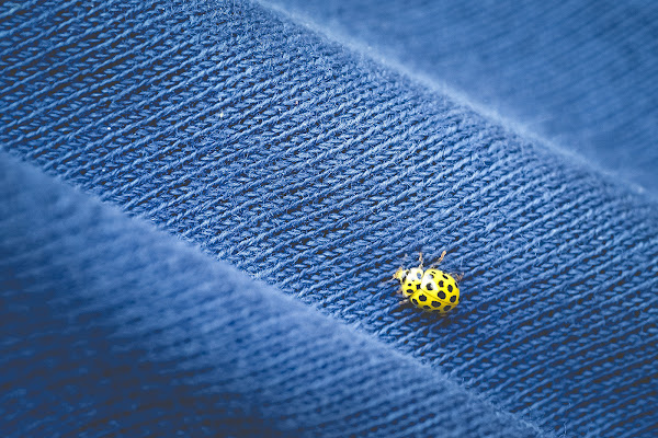 A spasso nel blu di marco pardi photo