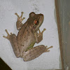 Cuban Tree Frog