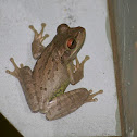 Cuban Tree Frog