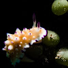 Bumpy mexichromis Nudibranch