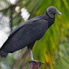 Zopilote negro (Black vulture)