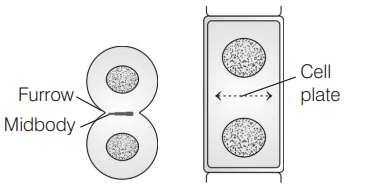 Cell Division