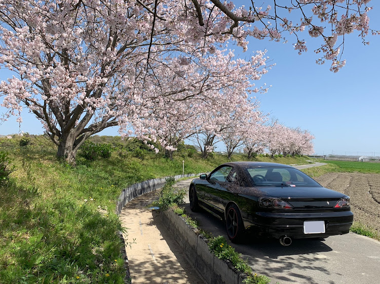 シルビアの桜と愛車・桜とコラボ・満開の桜・黄砂と花粉は敵・宮川堤に関するカスタム事例の投稿画像4枚目
