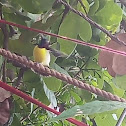 Purple-rumped sunbird