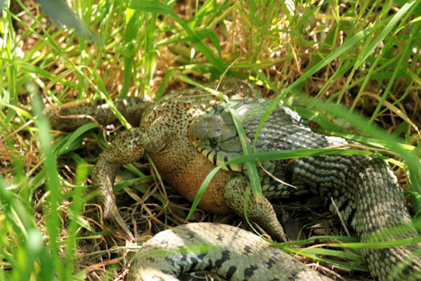 La legge della natura di pinicco