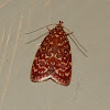 Oecophorine Moth