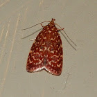 Oecophorine Moth