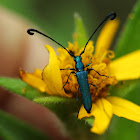 Long-horned Beetle