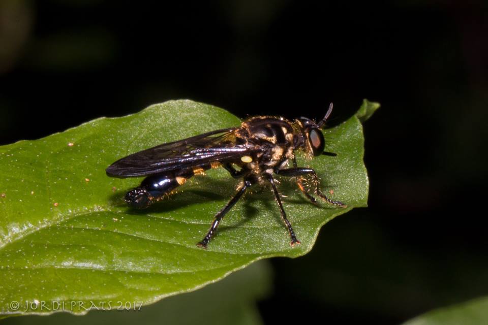 Robber Fly