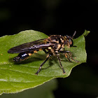 Robber Fly